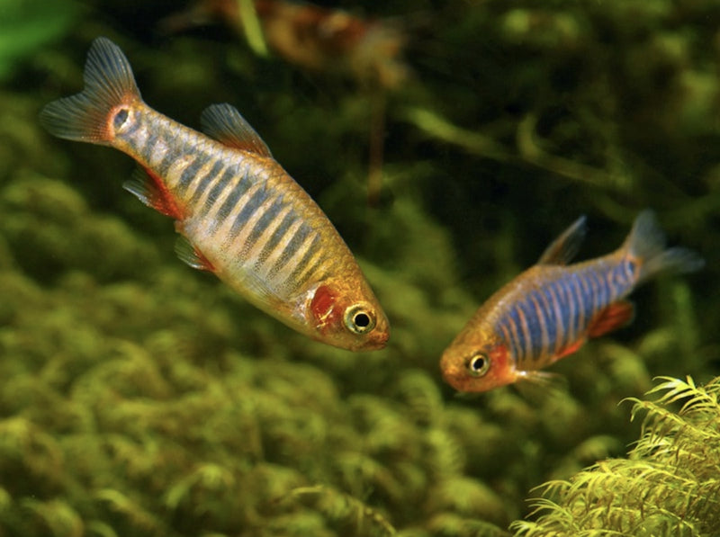 Emerald Dwarf Rasbora