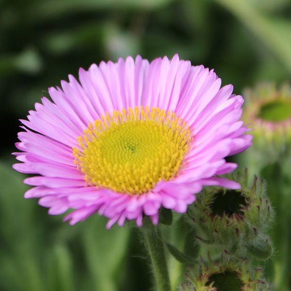 Erigeron 'Sea Breeze'