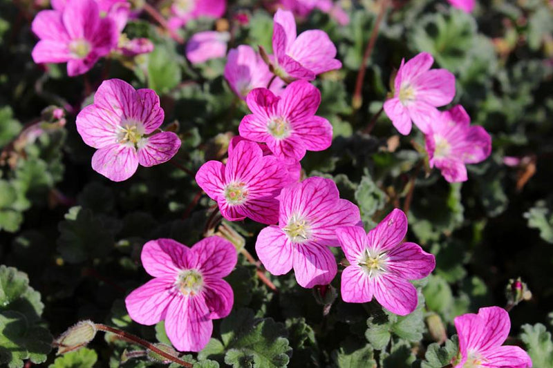Erodium Bishops Form 9cm