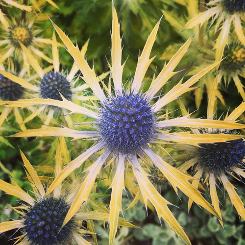 Eryngium 'Neptune's Gold' with blue flower heads and golden spiny bracts