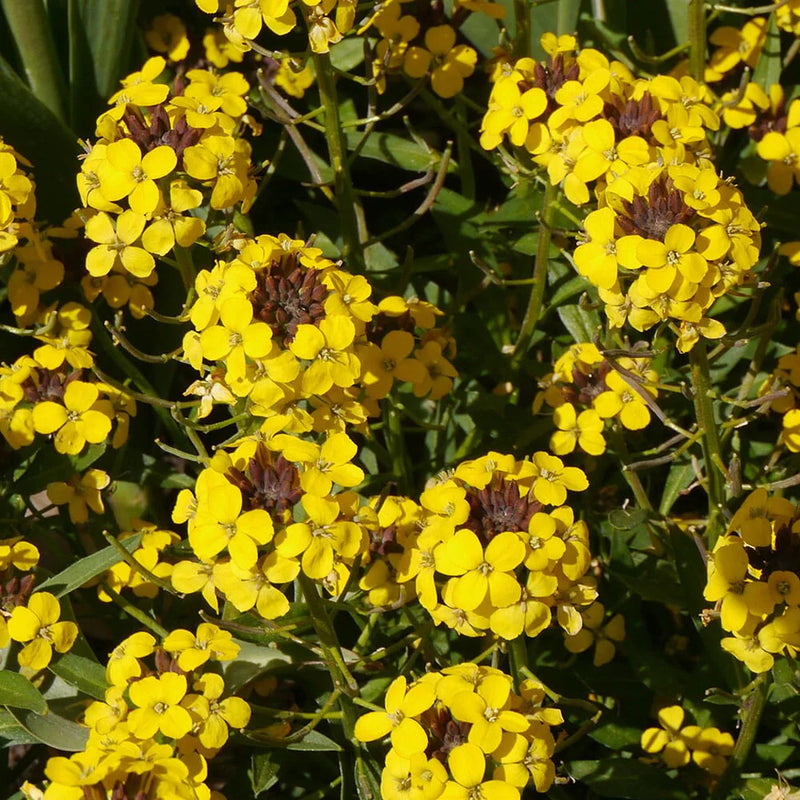 Erysimum Canaries Yellow Alpine in 9cm Pot