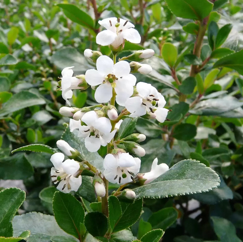 Escallonia 'Iveyi' 3 Litre