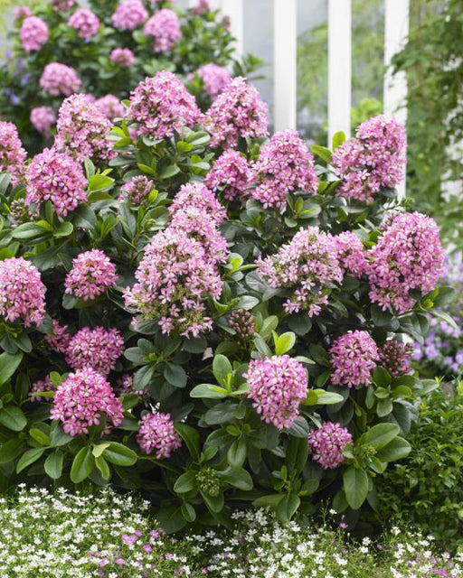 Escallonia laevis 'Pink Elle' covered in clusters of pink flowers