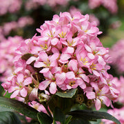 Close-up of Escallonia 'Pink Elle' pink flower cluster and glossy foliage