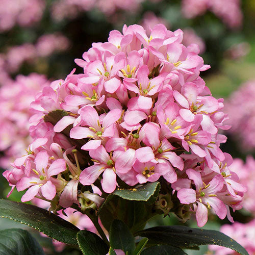 Close-up of Escallonia 'Pink Elle' pink flower cluster and glossy foliage