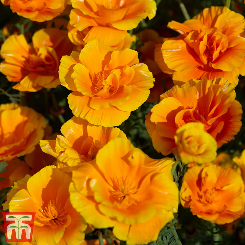 Californian Poppy 'Lady Marmalade' seeds