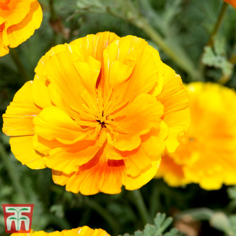 Californian Poppy 'Lady Marmalade' seeds