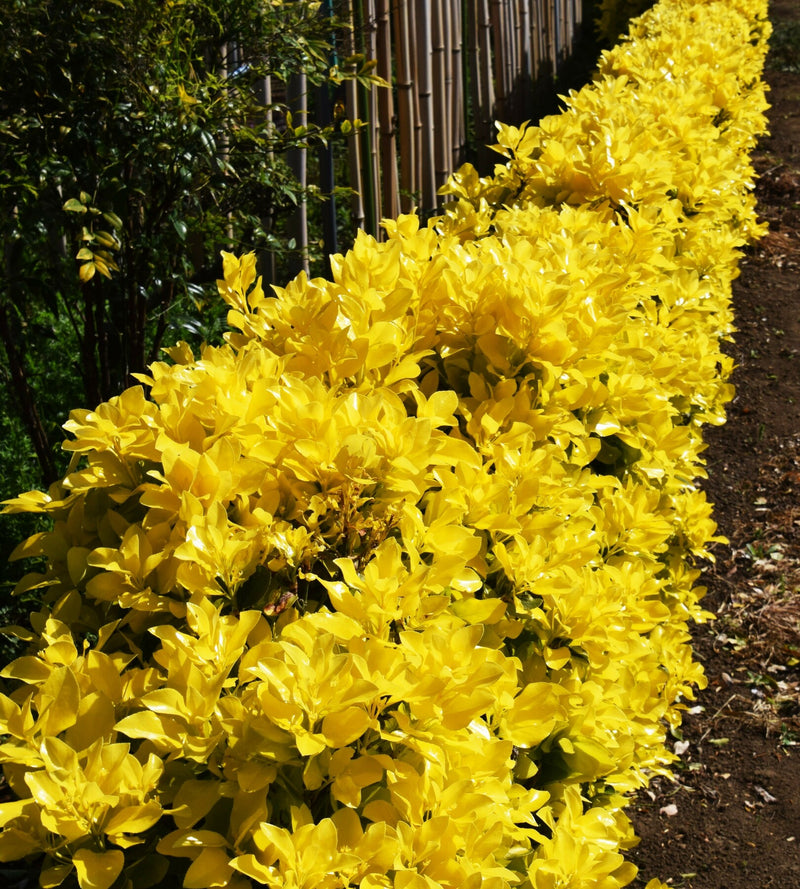 Euonymus japonica Eldorado (2 litre)