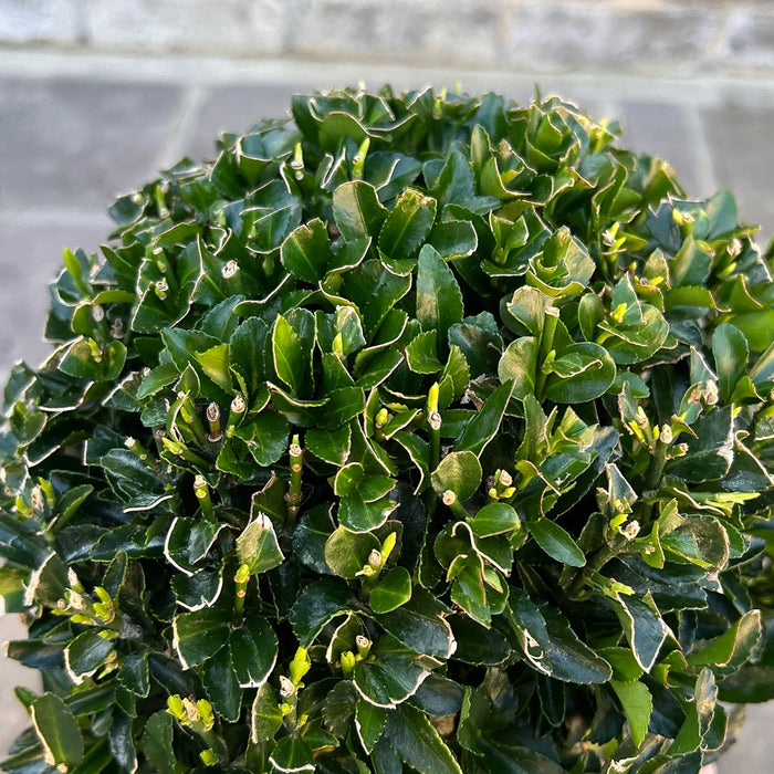 Euonymus japonicus ‘Green Spire’ Ball Shape (30 cm)