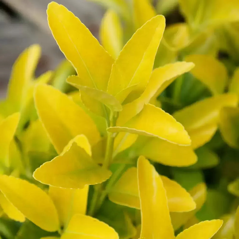 Euonymus japonica Eldorado (2 litre)