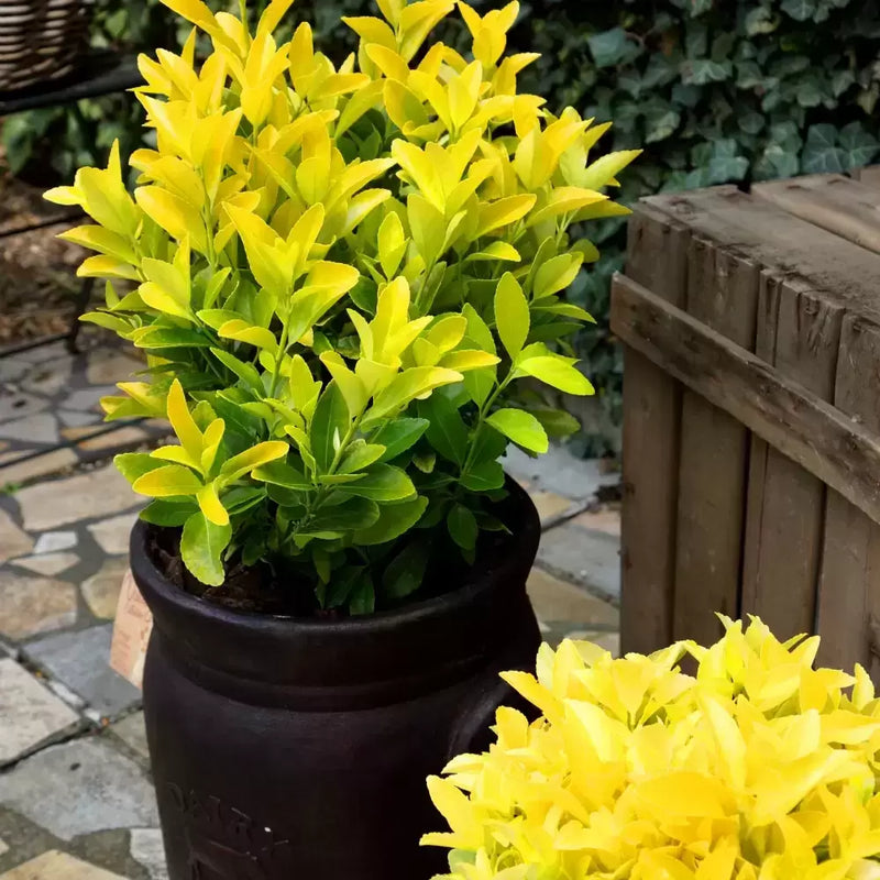 Euonymus japonica Eldorado (2 litre)