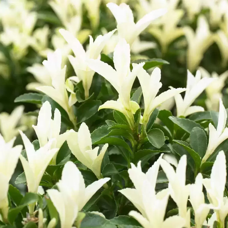 Euonymus japponica 'Paloma Blanca'