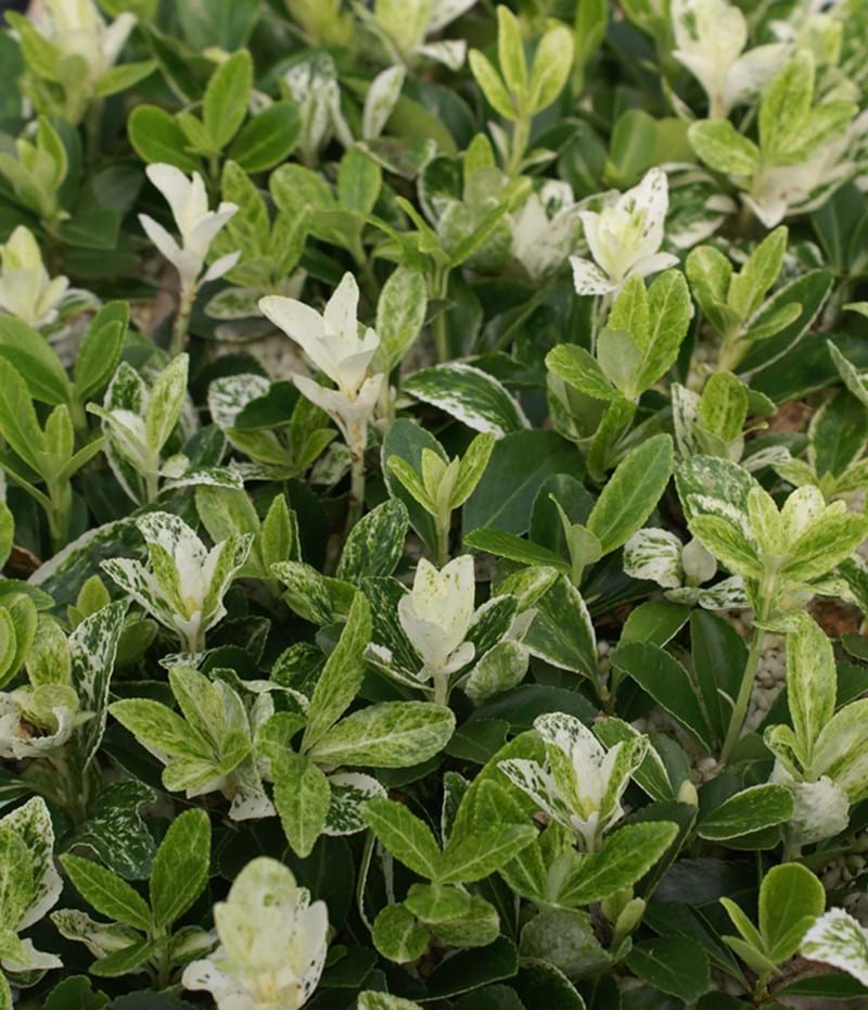 Japanese Spindle | Euonymus japonicus 'Pierrolino' (5 Litre)