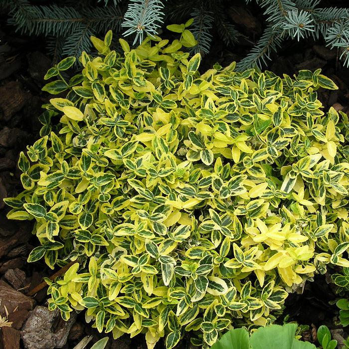 Euonymus fortunei Emerald 'n' Gold' (2 Litre)