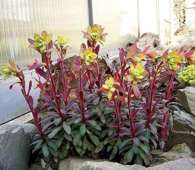 Euphorbia Amygdaloides Purpurea 2L