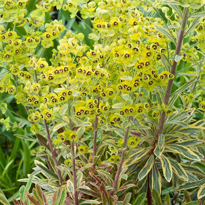 Euphorbia 'Ascot Rainbow' 2L