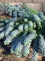 Euphorbia myrsinites showing its evergreen trailing habit