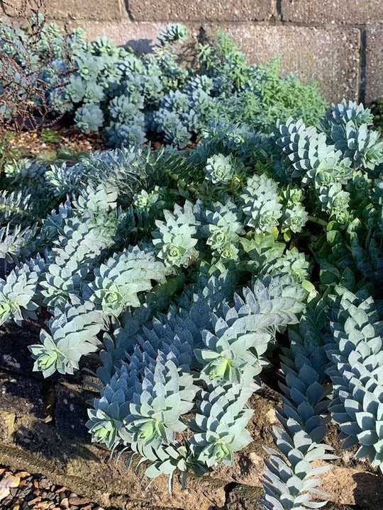 Euphorbia myrsinites showing its evergreen trailing habit