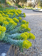 Euphorbia myrsinites growing among gravel and stones