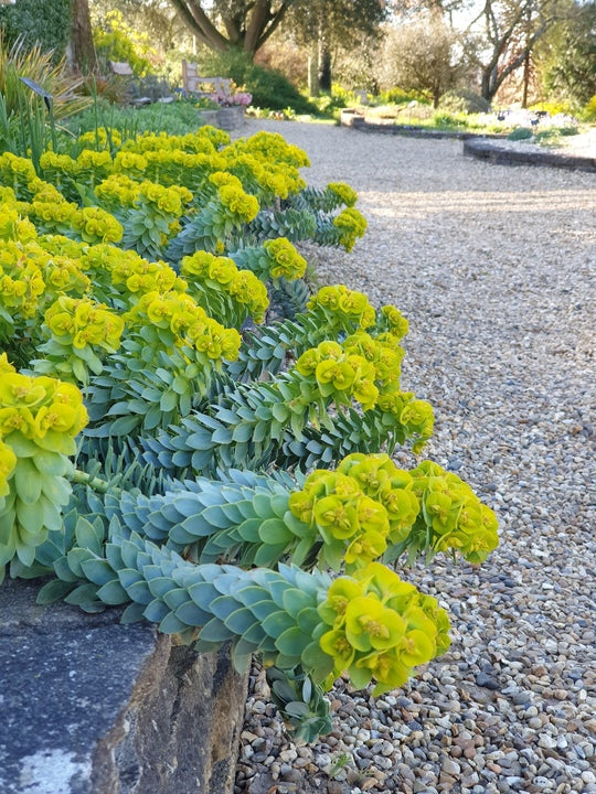 Euphorbia myrsinites growing among gravel and stones