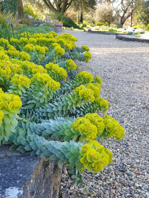 Euphorbia myrsinites growing among gravel and stones