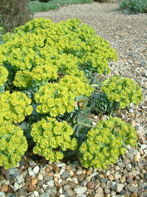 Blue-green trailing foliage of Euphorbia myrsinites