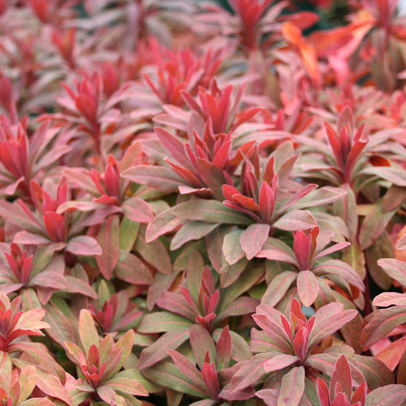 Euphorbia Purpurea Rubra | Wood spurge 'Purpurea'