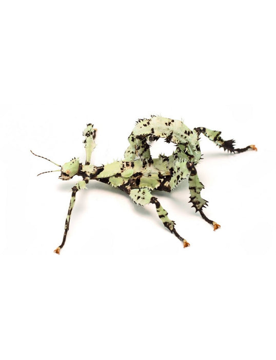 Macleays Spectre Lichen Stick Insect | Extatosoma tiaratum Lichen