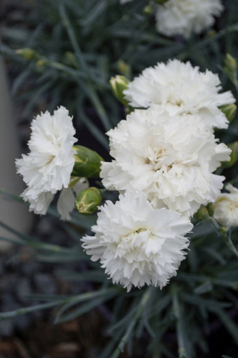 Dianthus 'Memories' (2 Litre)