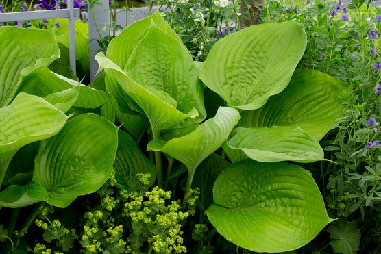 Hosta 'Sum and Substance'