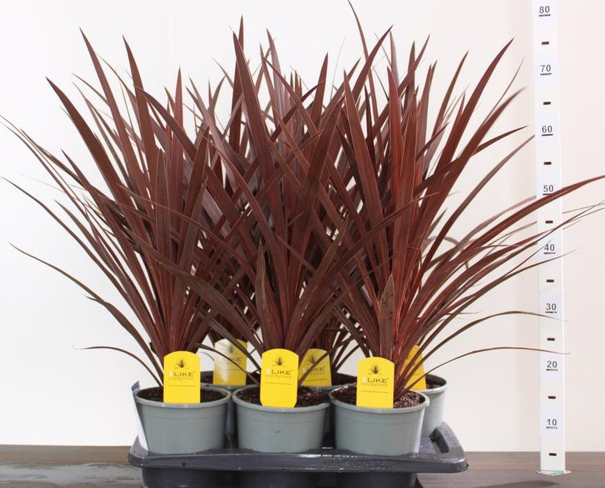 Cordyline australis 'Red Star' (P17)