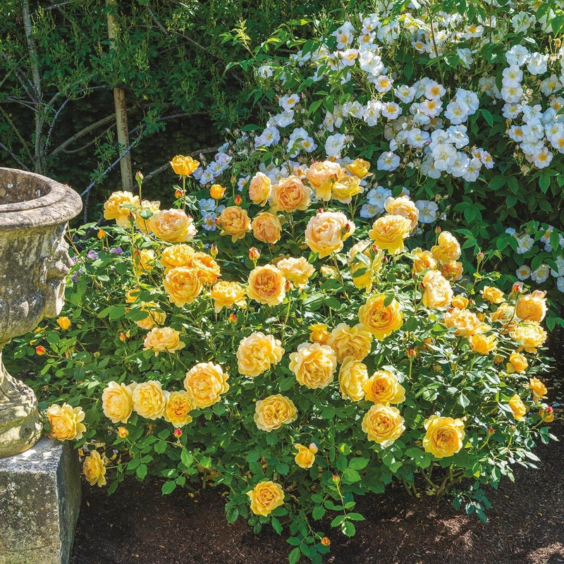 Golden Celebration David Austin Fragrant Rose 6 Litre