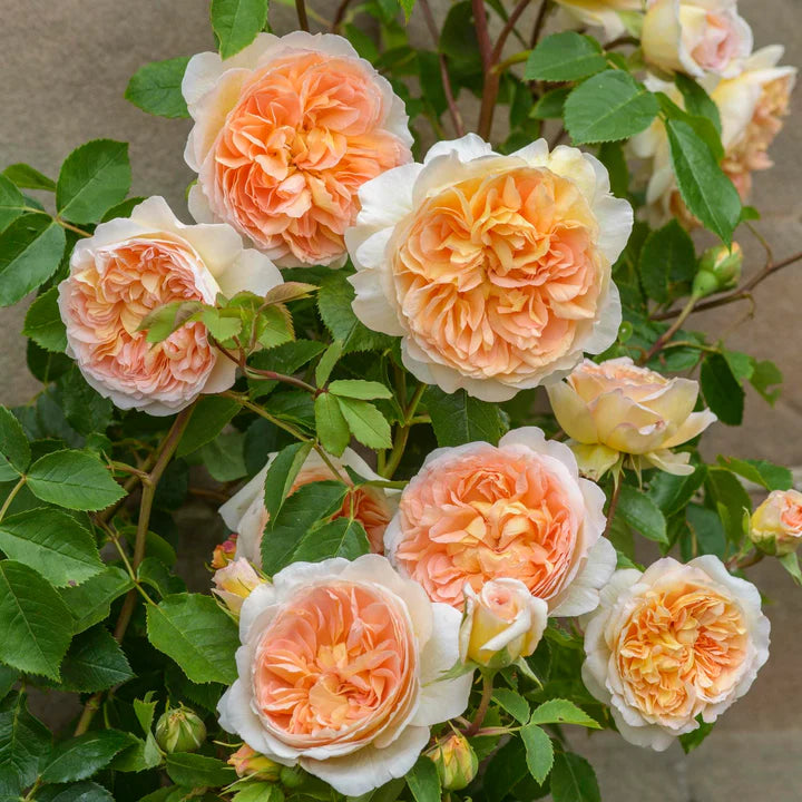 Bathsheba David Austin Fragrant Rose 6 Litre