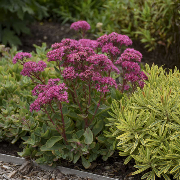 Sedum Spectabile Carl 2L