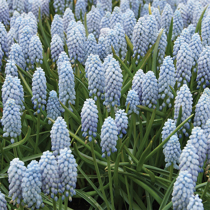 Muscari 'Valerie Finnis' | Grape Hyacinth (18 Pack)