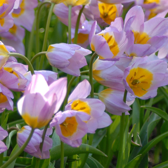 Tulip bakeri 'Lilac Wonder' (12 pack)