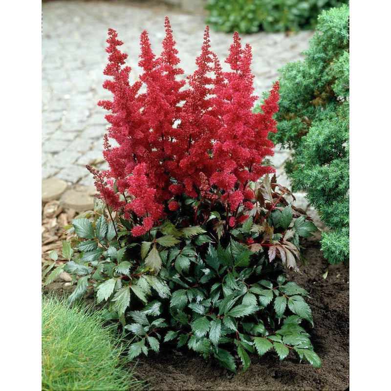 Astilbe 'Fanal' (2 Litre)