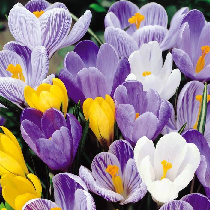 Crocus Mixed (30 Pack)