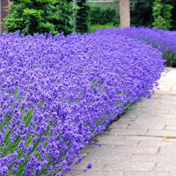 Lavandula angustifolia Munstead