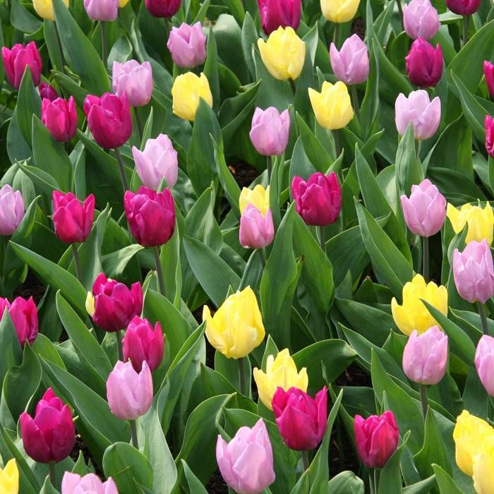 Tulips Mixed Singles (10 Pack)
