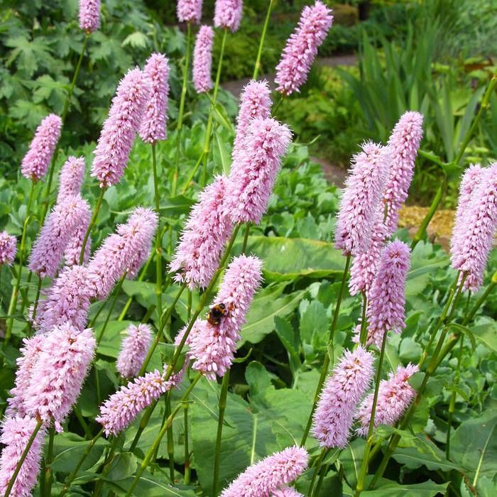 Persicaria bistorta P9