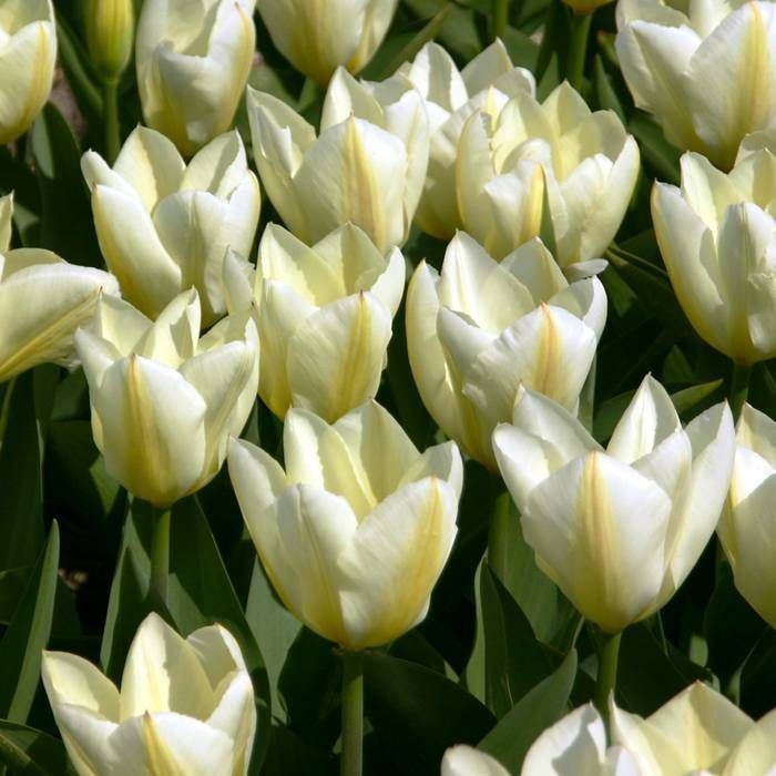 Tulip 'Purissima' (15 pack)