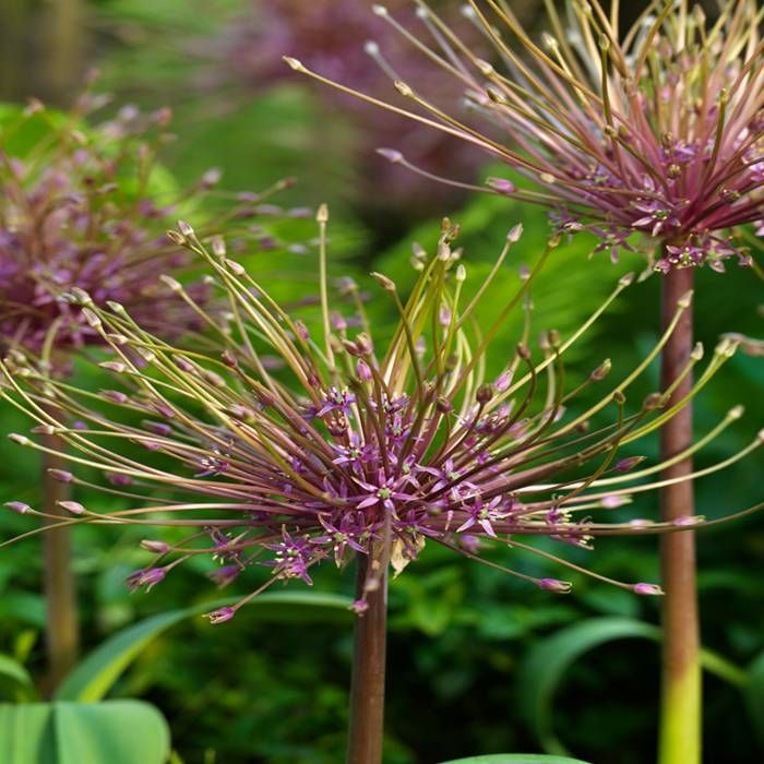 Allium schubertii 3 Litre