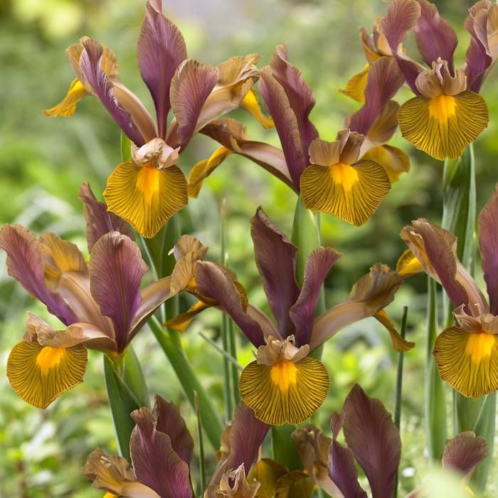 Iris Hollandica Lion King (9 Bulbs Per Pack)