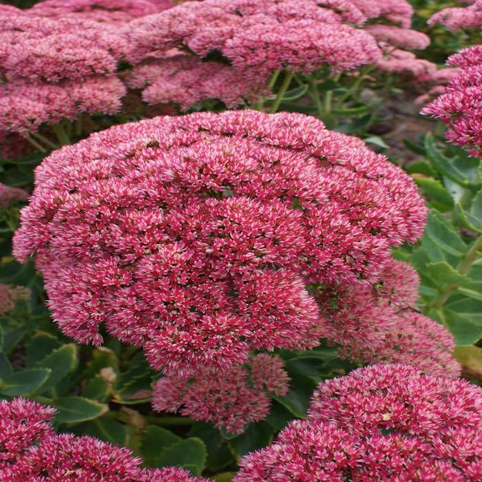 Sedum Spectabile Carl 2L