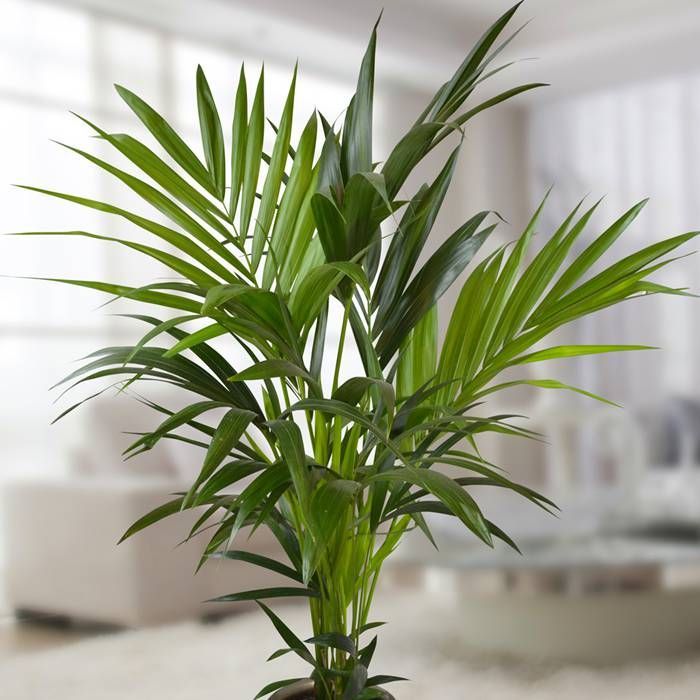 Howea forsteriana  P24  150 CM