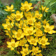 Crocus 'Dorothy'