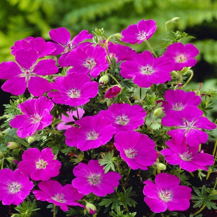 Geranium Sanguineum 'max Frei'