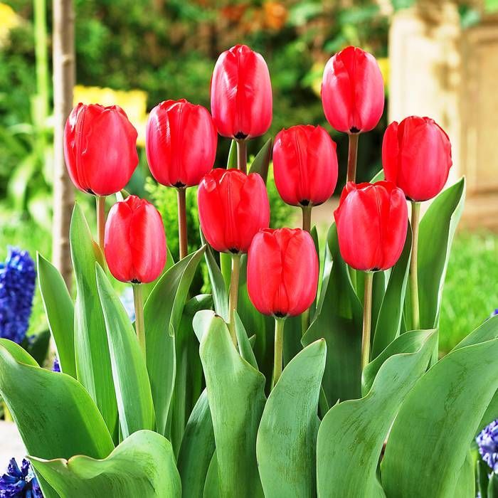 Tulip 'Red Impression' (7 Pack)
