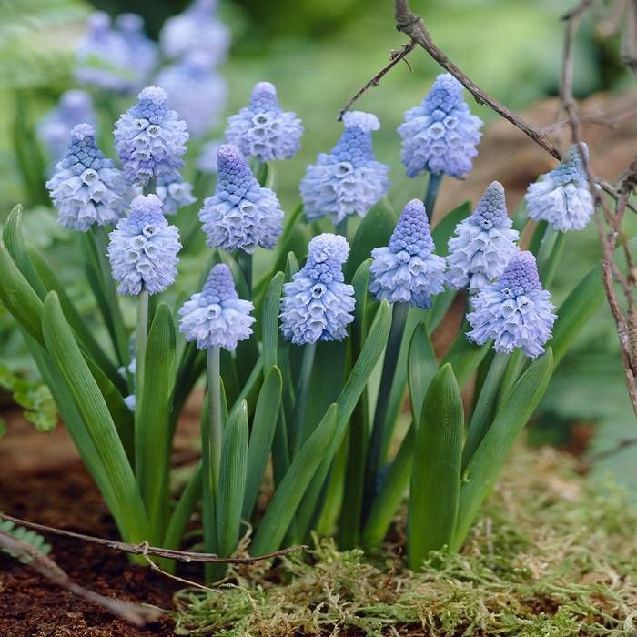 Muscari 'Azureum' | Grape Hyacinth (18 Pack)